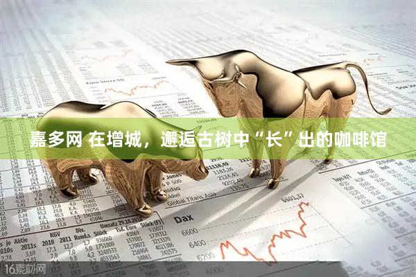 嘉多网 在增城，邂逅古树中“长”出的咖啡馆